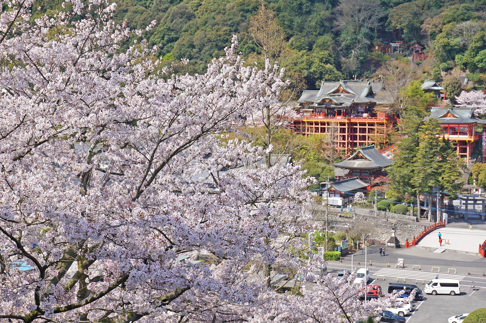 🌸 외원 히가시야마 철쭉원・화원 (유토쿠이나리 신사 외원) 이미지 6